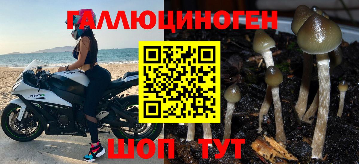 Бердск  Галлюциногенные грибы Psilocybine cubensis  Вход с VPN 